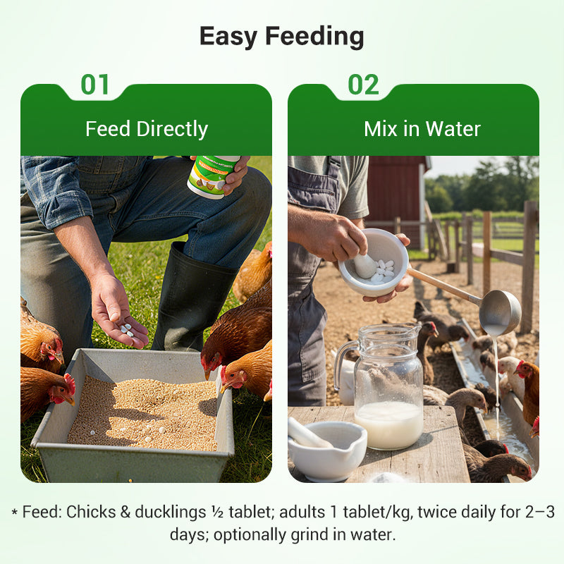 Futtermittelzusatzstoffe für die Geflügelhaltung